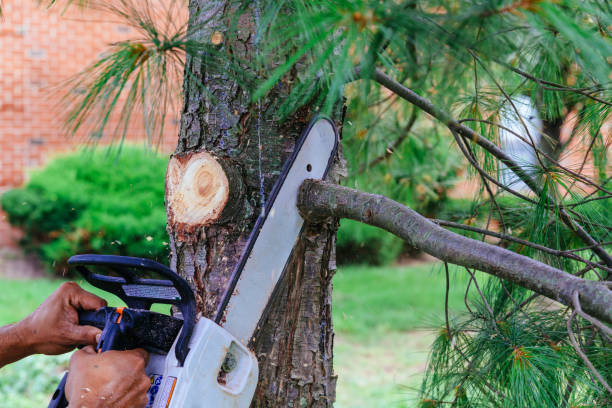 Reliable Smithville, MO Tree Removal and Landscaping Services Solutions